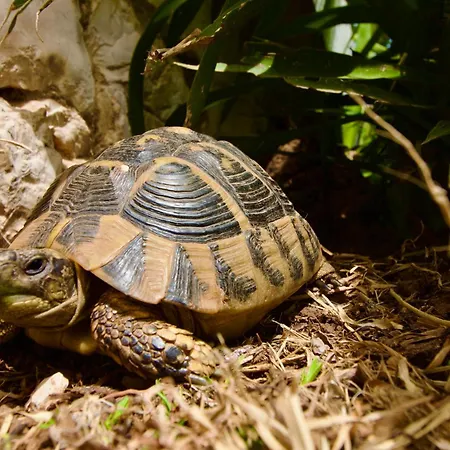 Joya Вилла Makriotika