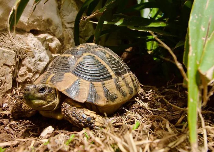 Joya Вилла Makriotika